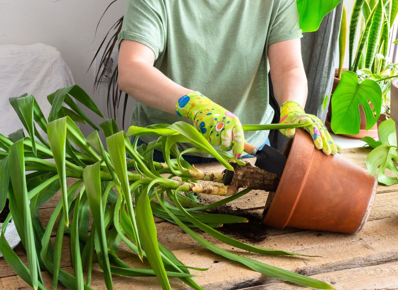 rempotage plante en pot bloomyrama blog