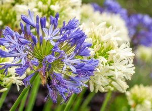 le langage des fleurs agapanthe guide bloomyrama