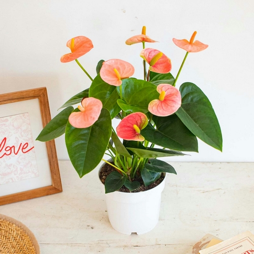 Anthurium Alicia plante intérieur bergamotte bloomyrama