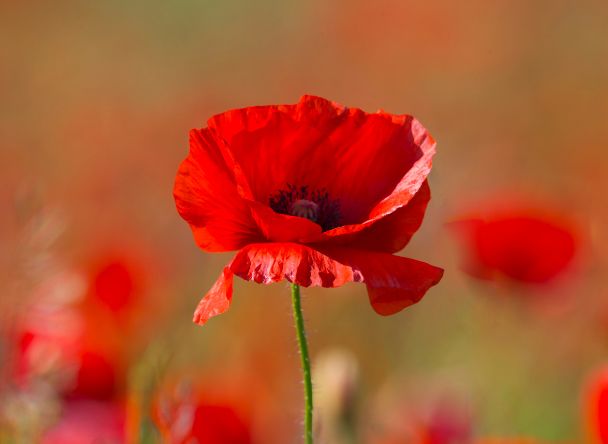 coquelicot rouge comparaison fleurs bloomyrama