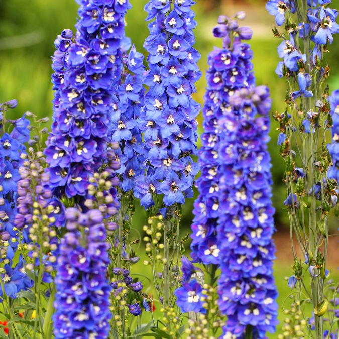 delphinium bouquet de saison bloomyrama