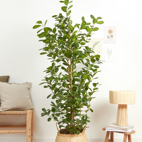 Livraison ficus Félicie bergamotte comparateur bloomyrama