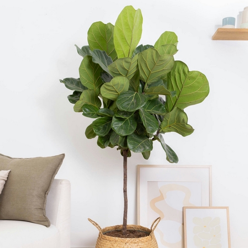 Ficus herbert livraison plantes bergamotte bloomyrama