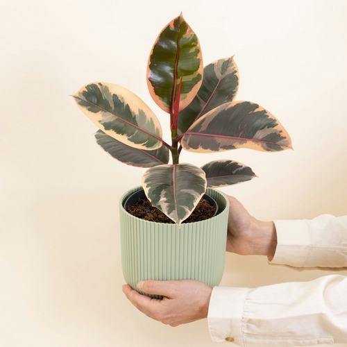 Ficus philomene livraison plantes d'intérieur bergamotte bloomyrama