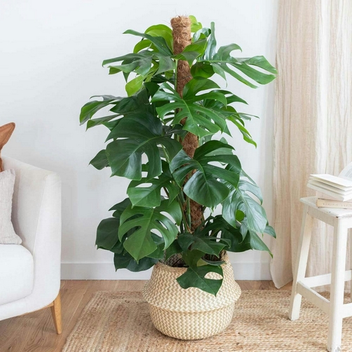 monstera monica plante d'intérieur bergamotte bloomyrama