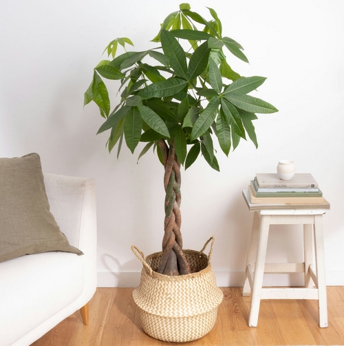 Pachira torsadé plante verte bergamotte bloomyrama