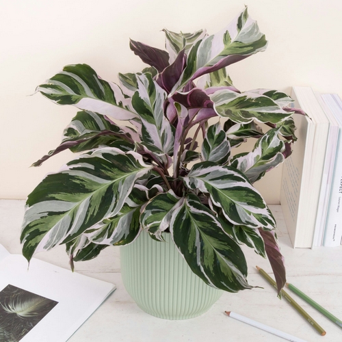 Plante Tiffany livraison plantes Bergamotte comparateur bloomyrama