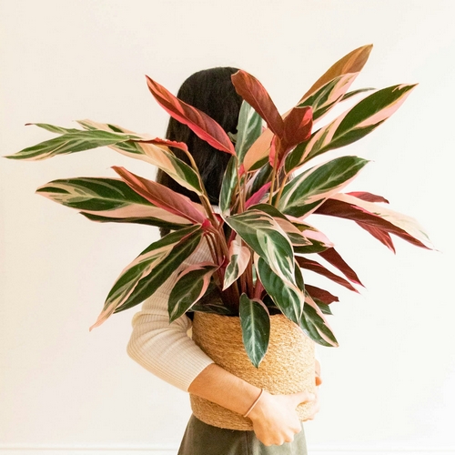 Plante calathea Lino Bergamotte bloomyrama