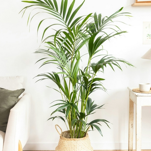 palmier marius en pot plantes d'intérieur bergamotte bloomyrama