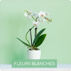 orchidées blanches comparateur bloomyrama