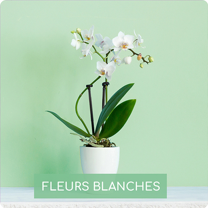 orchidées blanches comparateur bloomyrama