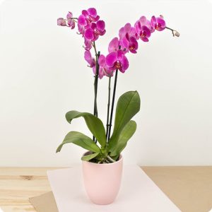 orchidée rose en pot 123fleurs bloomyrama