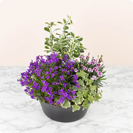 coupe de plantes fleuries mauves livraison 123fleurs comparateur bloomyrama