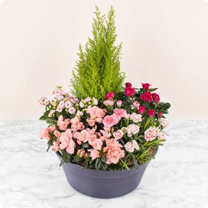 Coupe de plantes fleuries livraison 123fleurs comparateur bloomyrama