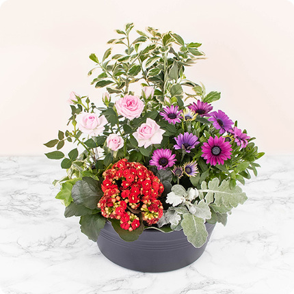 Composition plantes fleuries multicolore 123fleurs comparateur bloomyrama