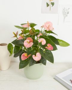 Anthurium Alicia plante intérieur bergamotte bloomyrama