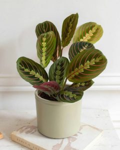 Maranta mathis plante verte d'intérieur bergamotte bloomyrama