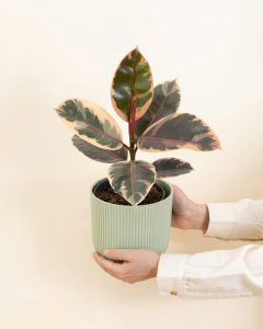 Ficus philomene livraison plantes d'intérieur bergamotte bloomyrama