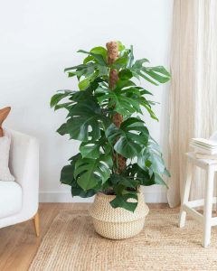 Monstera Monica plante verte d'intérieur bergamotte bloomyrama