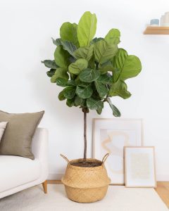 Ficus herbert livraison plantes bergamotte bloomyrama