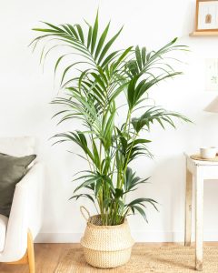 palmier marius en pot plantes d'intérieur bergamotte bloomyrama