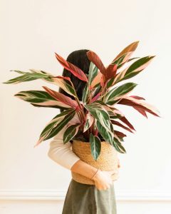 Plante calathea Lino Bergamotte bloomyrama