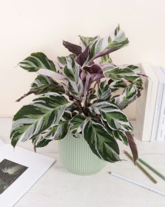 Livraison plantes tiffany Calathea bergamotte bloomyrama