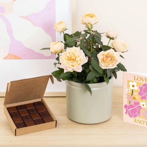 Rosier jeanne en pot chocolats carte Bergamotte comparateur bloomyrama