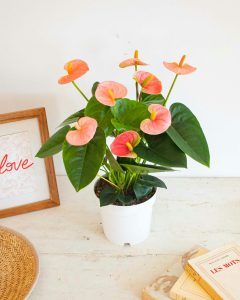 Anthurium Alicia plante bergamotte bloomyrama