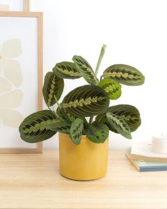 Maranta mathis plante verte d'intérieur bergamotte bloomyrama