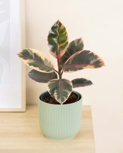 Ficus philomene livraison plantes d'intérieur bergamotte bloomyrama