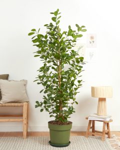 Livraison ficus Félicie bergamotte comparateur bloomyrama