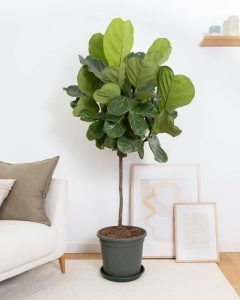 Ficus herbert livraison plantes bergamotte bloomyrama