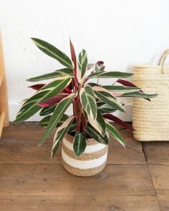 Plante calathea Lino Bergamotte bloomyrama