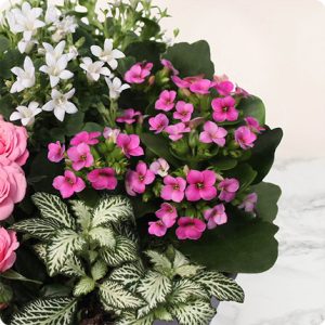 Composition florale pour deuil rose et blanc 123 fleurs bloomyrama