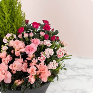 Coupe de plantes fleuries livraison 123fleurs comparateur bloomyrama