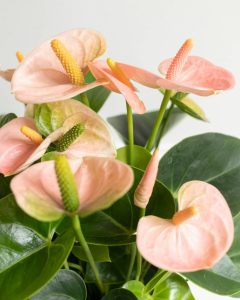 Anthurium rose plante intérieur bergamotte bloomyrama