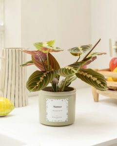 Maranta mathis plante verte d'intérieur bergamotte bloomyrama