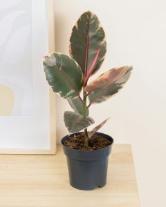 Ficus philomene livraison plantes d'intérieur bergamotte bloomyrama