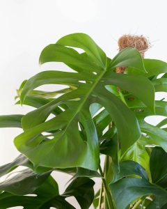 Monstera Monica plante verte d'intérieur bergamotte bloomyrama