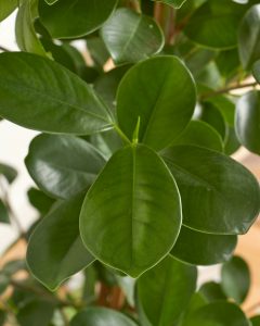 Livraison ficus Félicie bergamotte comparateur bloomyrama