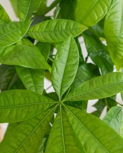 Pachira torsadé plante verte bergamotte bloomyrama