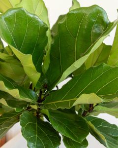 Ficus herbert livraison plantes bergamotte bloomyrama