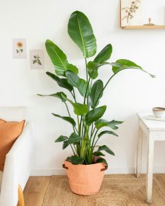 plantes Strelitzia stanislas bergamotte bloomyrama