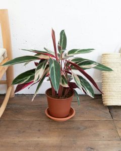 Plante calathea Lino Bergamotte bloomyrama