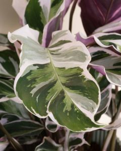 Livraison plantes tiffany Calathea bergamotte bloomyrama