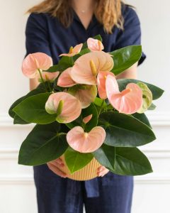 Anthurium Alicia plante fleurie préparée par bergamotte bloomyrama