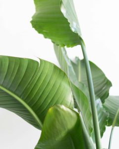 strelitzia rosalie plante verte d'intérieur bergamotte comparateur bloomyrama