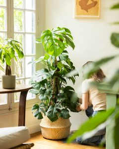 Monstera Monica plante verte d'intérieur bergamotte bloomyrama