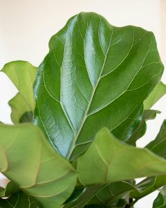 Ficus herbert livraison plantes bergamotte bloomyrama